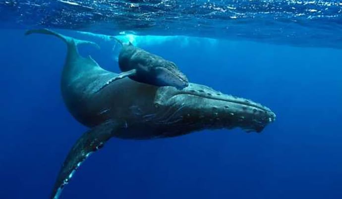 HUGE WHALES WANDER EVERY YEAR THROUGH THE WATERS OF PUNTA LEONA