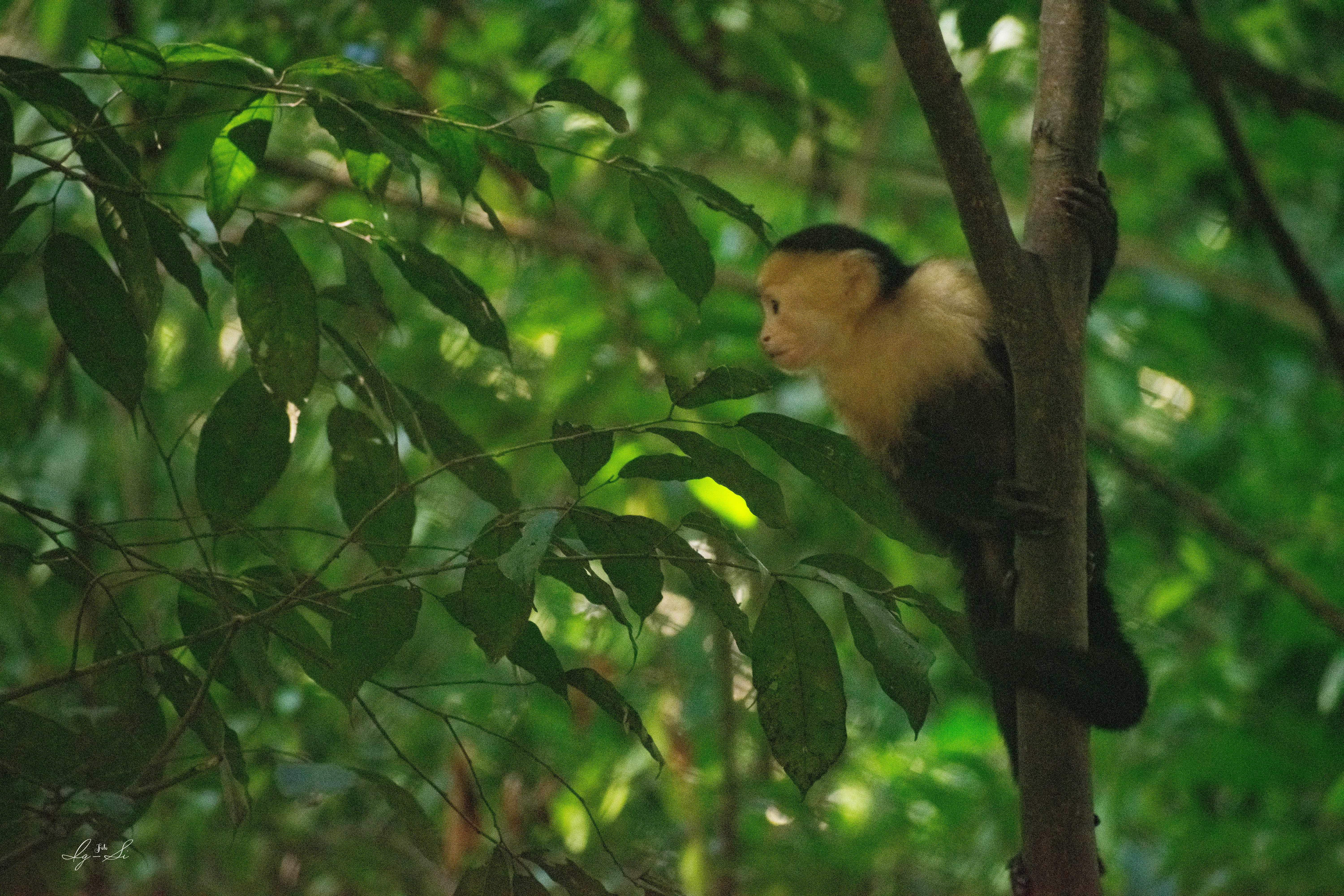 wildlife_Punta leona