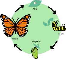 CICLO DE VIDA DE LA MARIPOSA