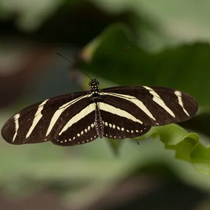 Heliconius-Ecate