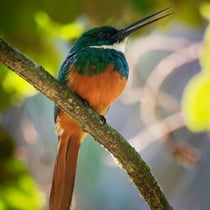 Jacamar