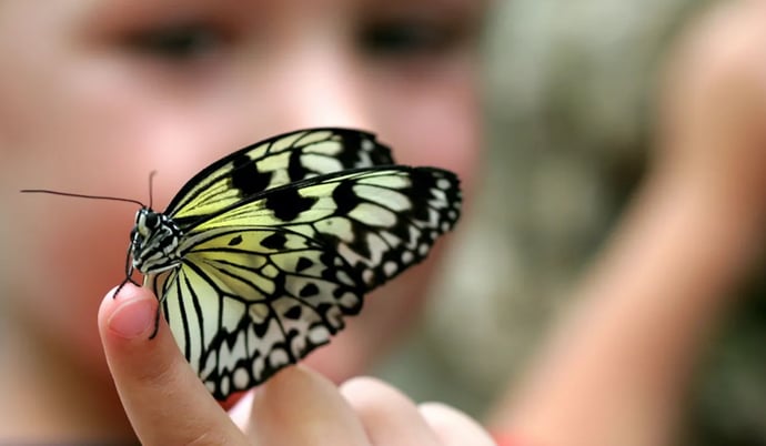 Enjoy the beauty of our butterfly farm