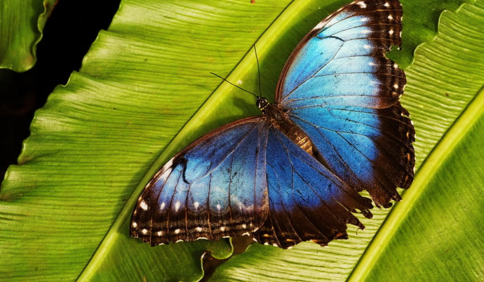 Butterflies: the delicate colors in the air