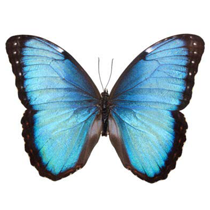 Morpho-helenor-Marinita