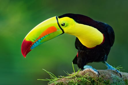 Tucan