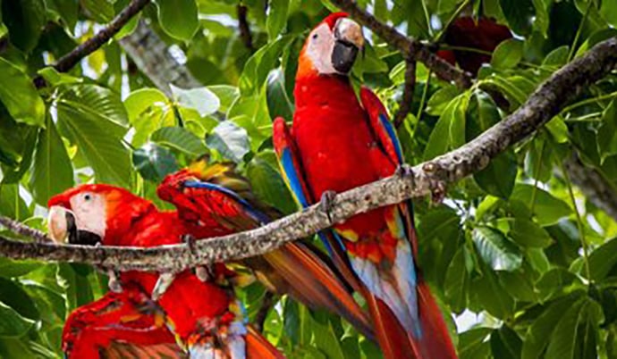 WATCH THE BIRTH OF MACAWS ON LIVE VIDEO STREAMING AT HOTEL PUNTA LEONA