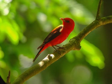 bird-watching-scarlet-tanager-hotel-puntaleona