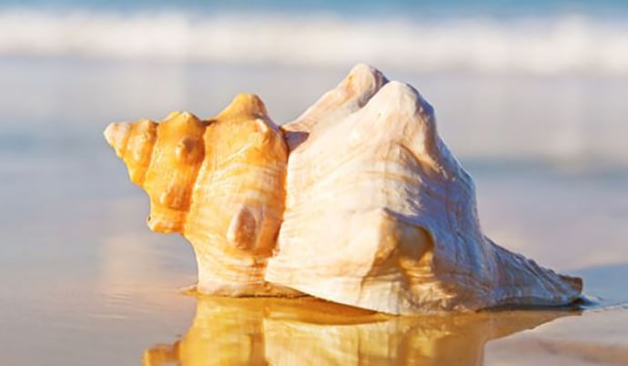 DO NOT REMOVE SHELLS AND SAND FROM THE BEACHES