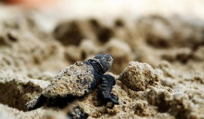 HOW TO WITNESS THE BIRTH OF TURTLES WITHOUT HURTING THEM?